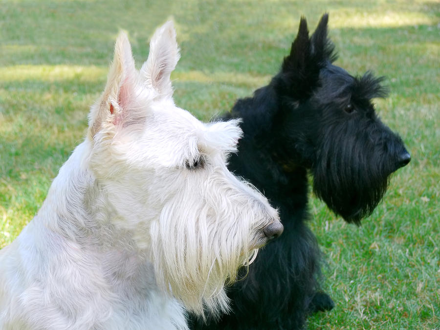 Scottish Terrier Dog: Scottish Scottish Terrier Dogs Jennie Marie Schell Breed