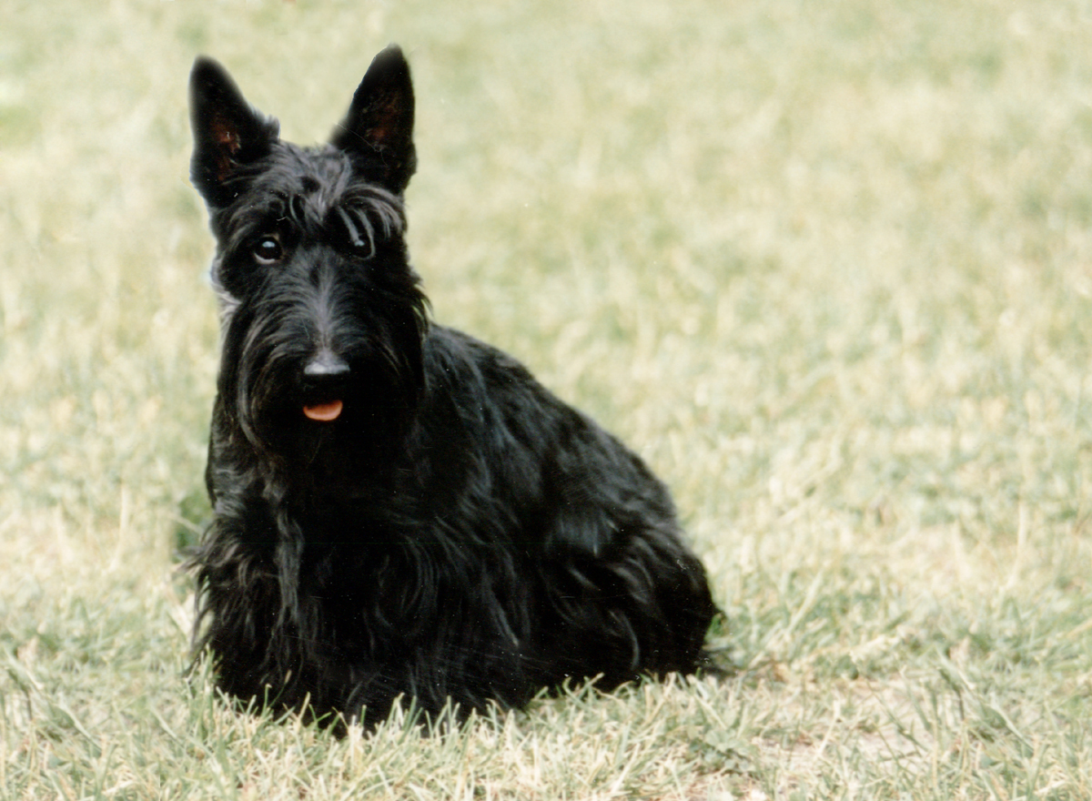 Scottish Terrier Dog: Scottish Scottish Terrier Dogs S Breed