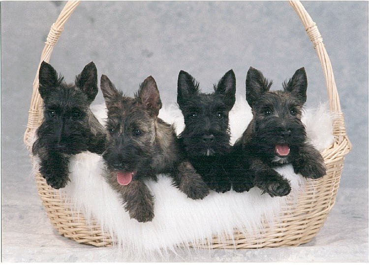 Scottish Terrier Puppies: Scottish Scottish Terrier Puppies Review Breed