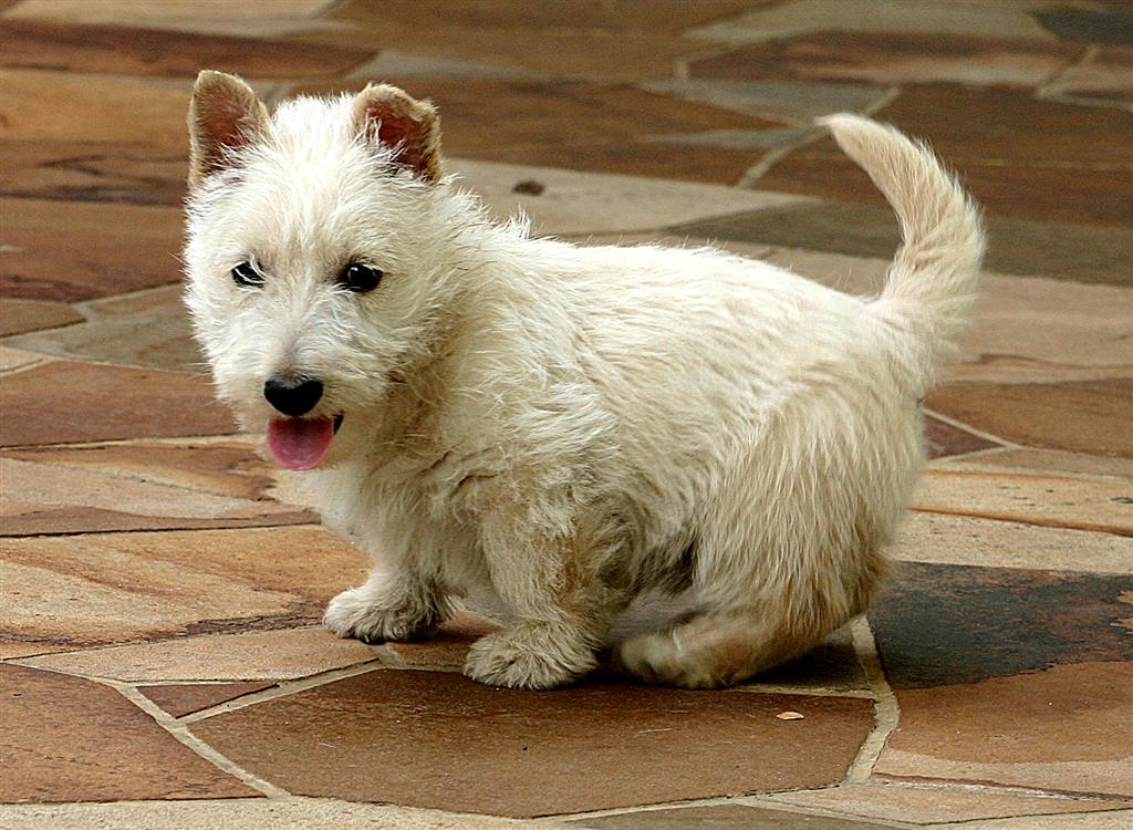 Scottish Terrier Puppies: Scottish Scottish Terrier Puppy Pictures Breed