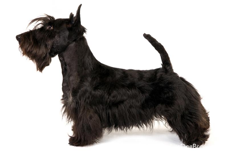 Scottish Terrier Dog: Scottish Scottish Terrier Terrier Breeds