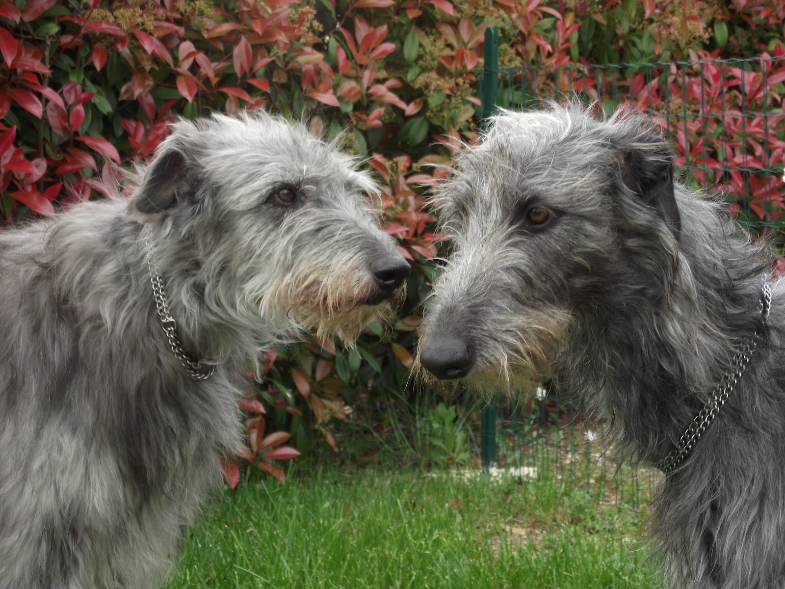 Scottish Deerhound Dog: Scottish Scottishdeerhoundpuppiesblog Breed
