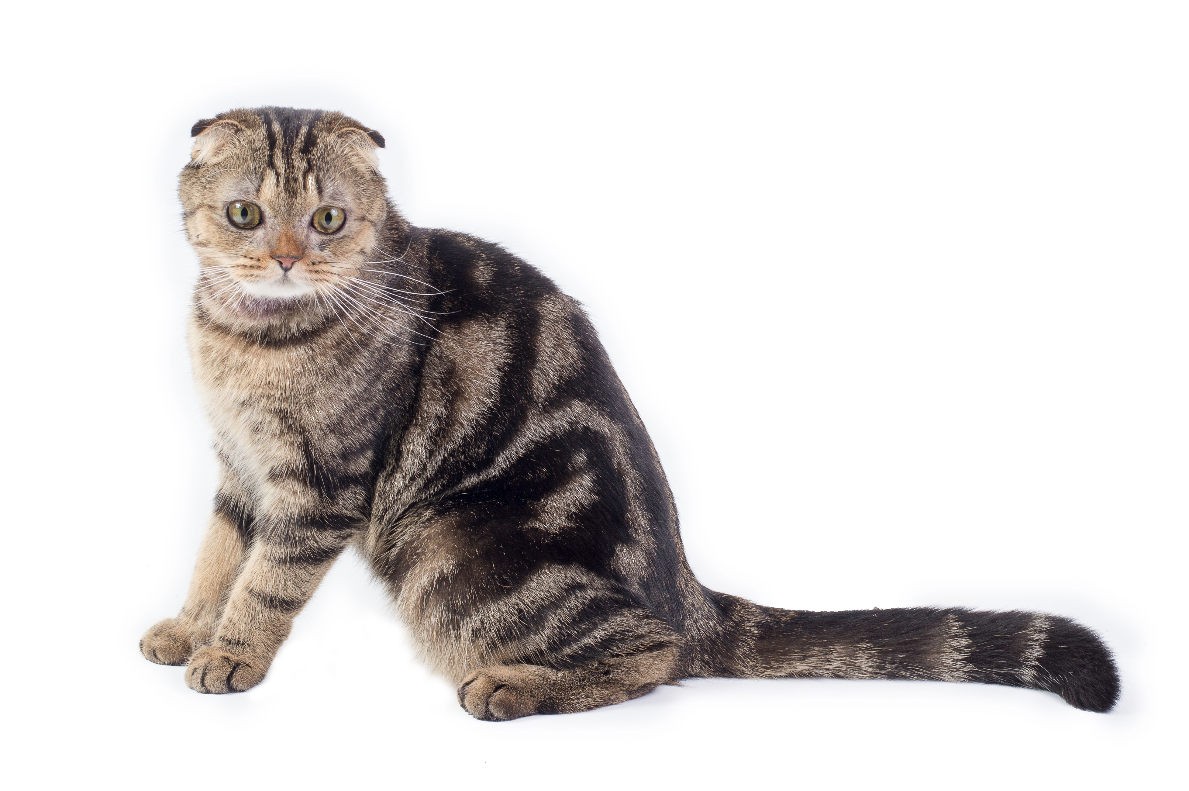 Scottish Fold Cat: Scottish The Smartest Cats Breed