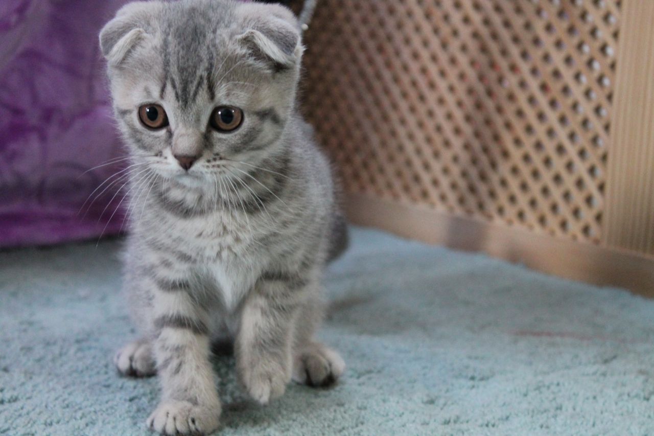 Scottish Fold Kitten: Scottish Very Cute Scottish Fold Kitten And Pictures Breed