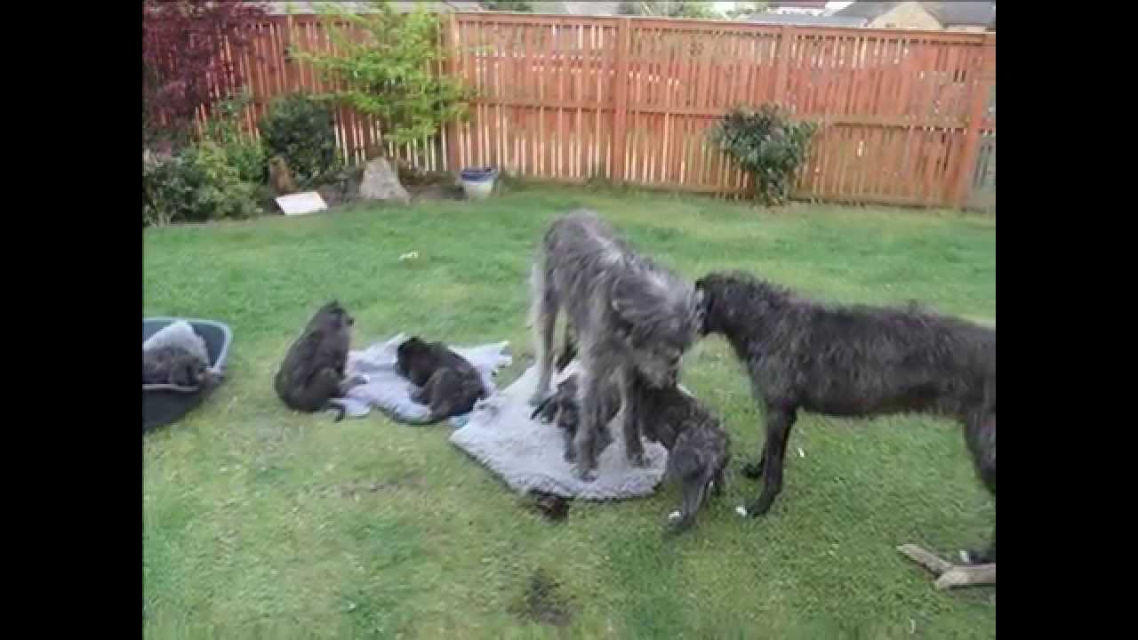 Scottish Deerhound Puppies: Scottish Watch Breed