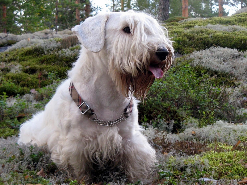 Sealyham Terrier Dog: Sealyham Animalindex Breed