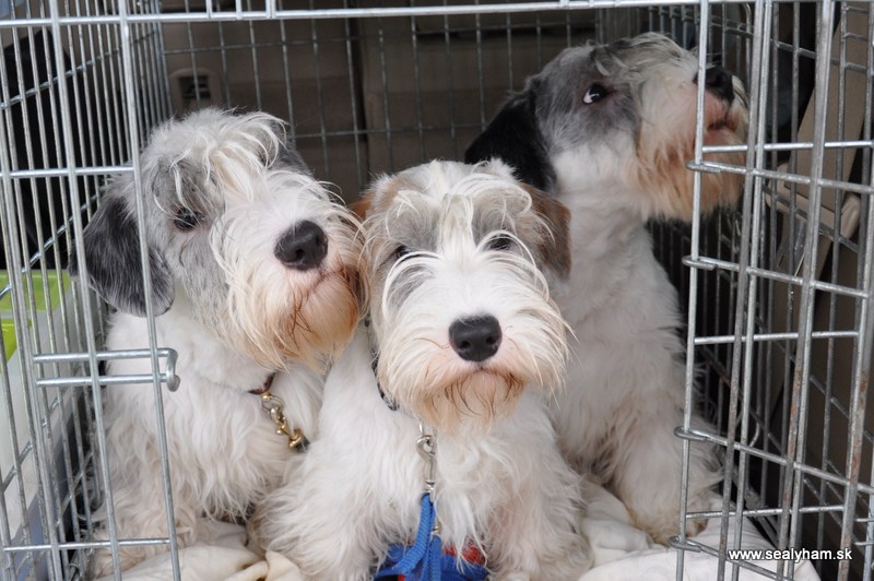 Sealyham Terrier Puppies: Sealyham Index Breed