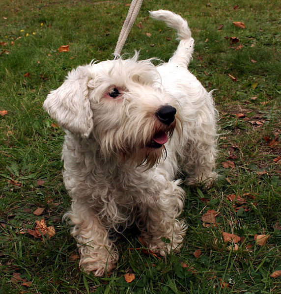 Sealyham Terrier Dog: Sealyham Sealyham Terrier Dog Breed