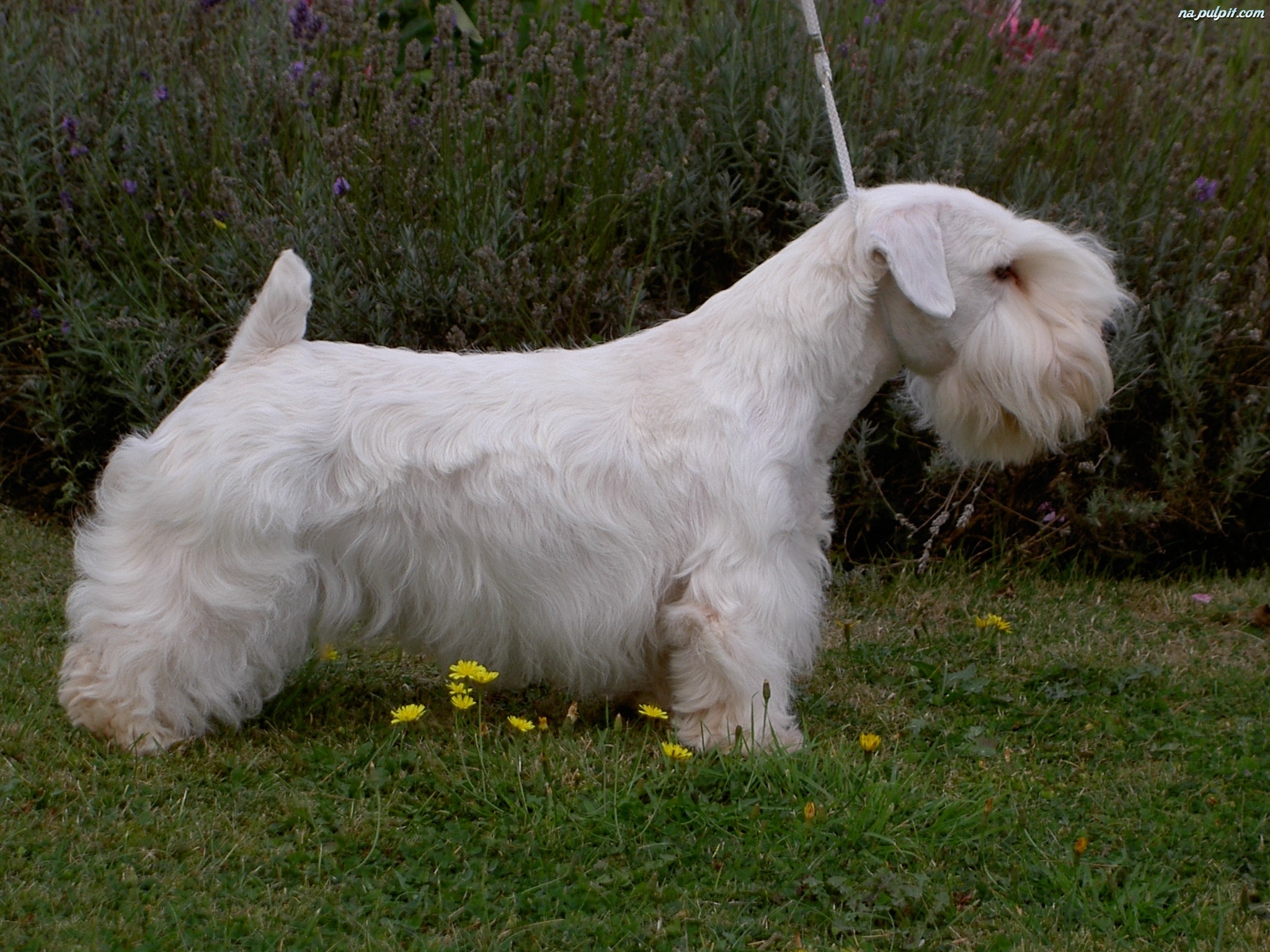 Sealyham Terrier Dog: Sealyham Sealyham Terrier Dog In The Forest Breed