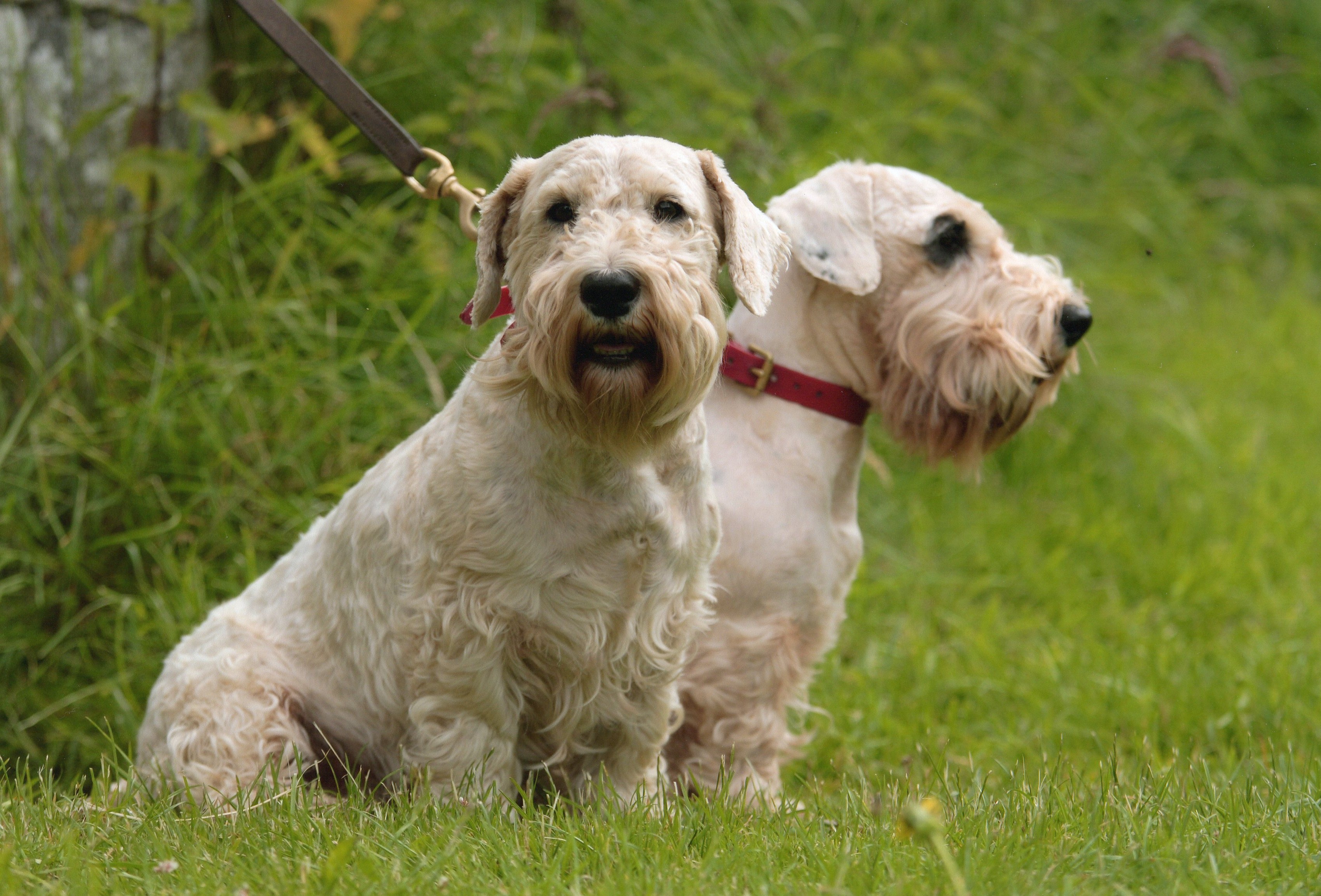 Sealyham Terrier Dog: Sealyham Sealyham Terrier Dogs In The Forest Breed