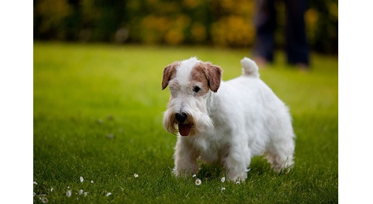 Sealyham Terrier Puppies: Sealyham Sealyham Terrier Puppies For Sale Breed