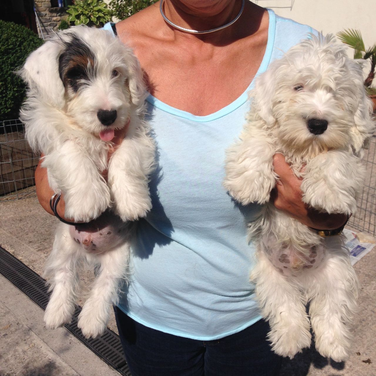Sealyham Terrier Puppies: Sealyham Sealyham Terrier Puppies For Sale Langport Breed