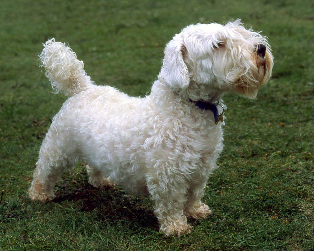 Sealyham Terrier Puppies: Sealyham Sealyham Terrier Puppies Id Breed