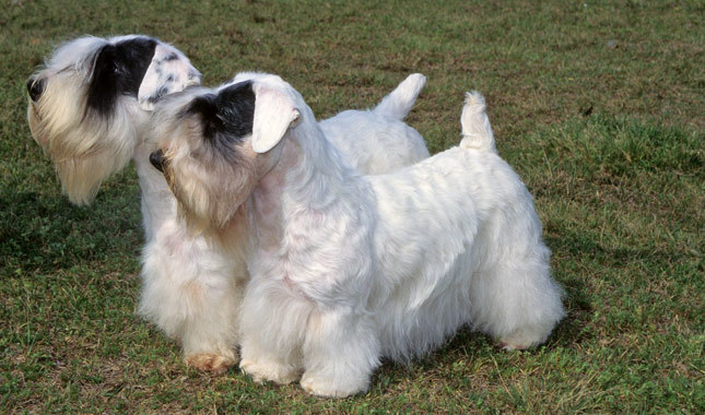 Sealyham Terrier Puppies: Sealyham Uncommon Terriers Sealyham Breed