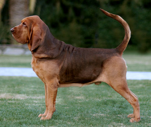 Segugio Italiano Puppies: Segugio Bloodhound Dogs Breed