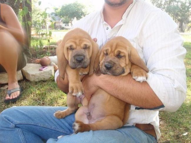 Segugio Italiano Puppies: Segugio Bloodhound Puppies Breed