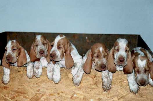 Segugio Italiano Puppies: Segugio Mondobracco Breed