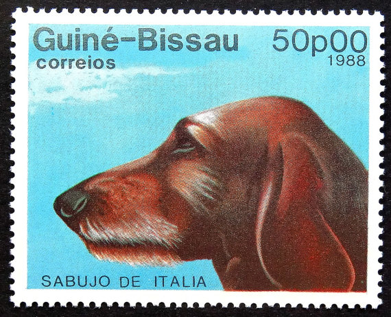 Segugio Italiano Dog: Segugio Segugio Italiano Sabujo De Italia Dog Breed