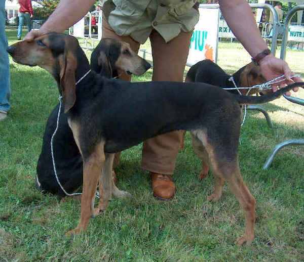 Segugio Italiano Dog: Segugio Segugioitalianoapeloraso Breed