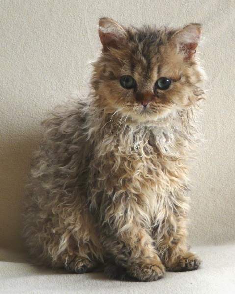 Selkirk Rex Cat: Selkirk Curly And Cute Poodle Cats Breed