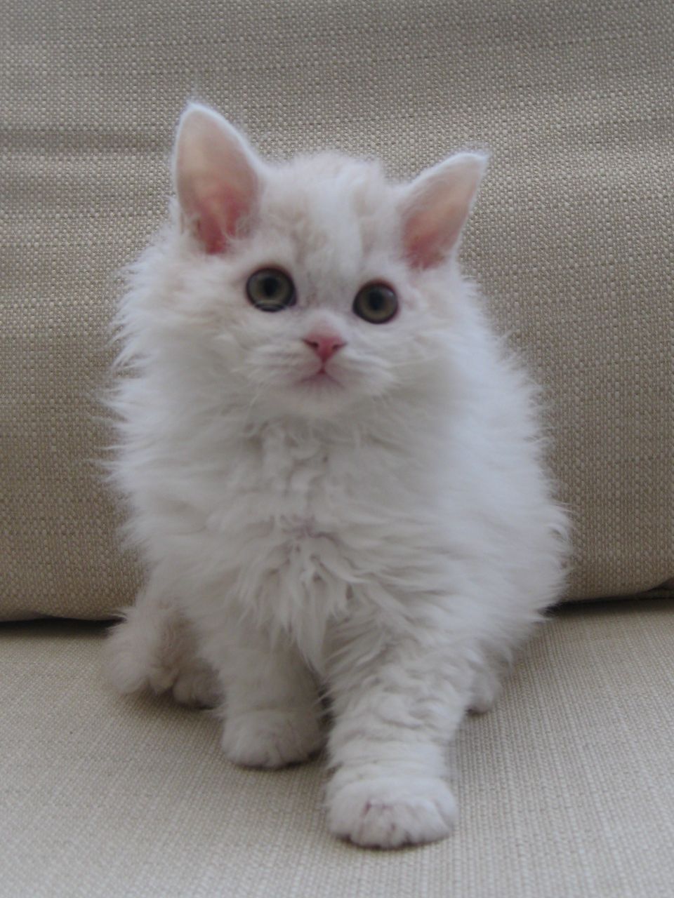Selkirk Rex Kitten: Selkirk One Stunning Selkirk Rex Kittens Available Birmingham Breed
