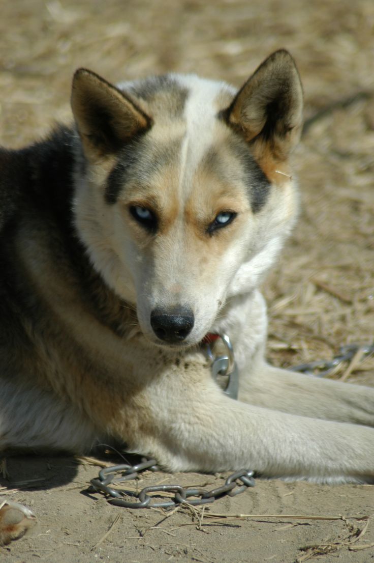 Seppala Siberian Sleddog Dog: Seppala Breed