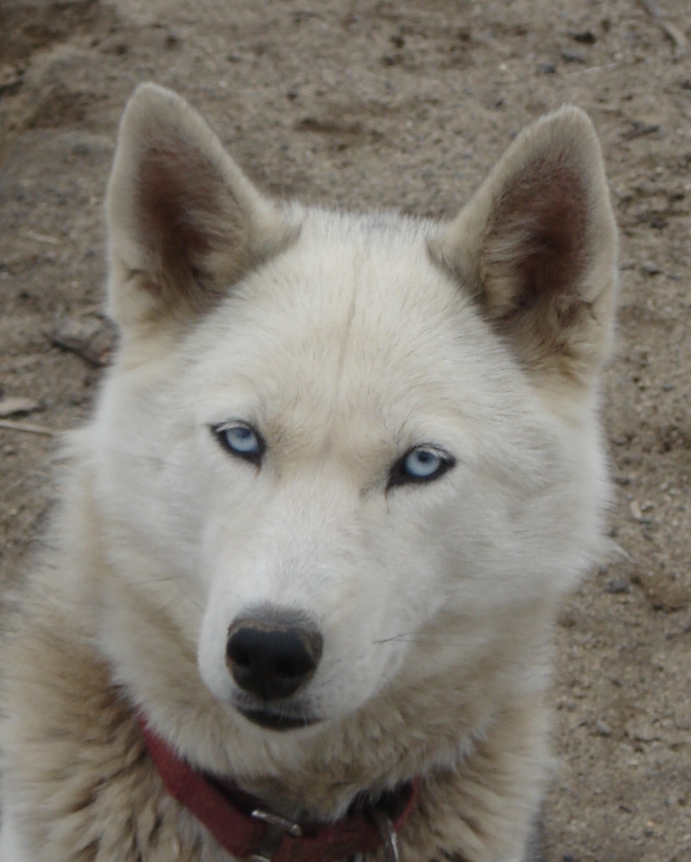 Seppala Siberian Sleddog Puppies: Seppala Dear Sweet Dushka Breed