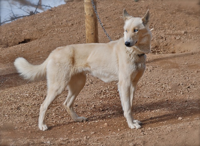 Seppala Siberian Sleddog Puppies: Seppala How To Care For Seppala Siberian Sleddog Dog Breed