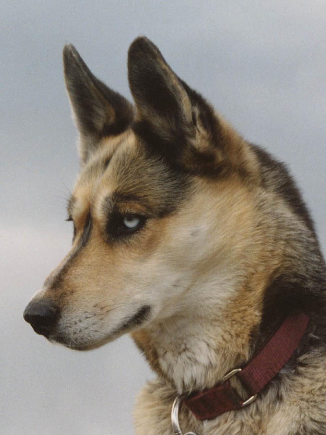 Seppala Siberian Sleddog Dog: Seppala Seppala Siberian Sleddog Portrait Breed