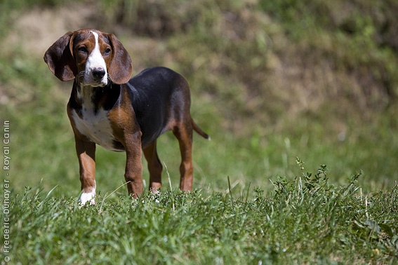 Serbian Tricolour Hound Dog: Serbian Breed