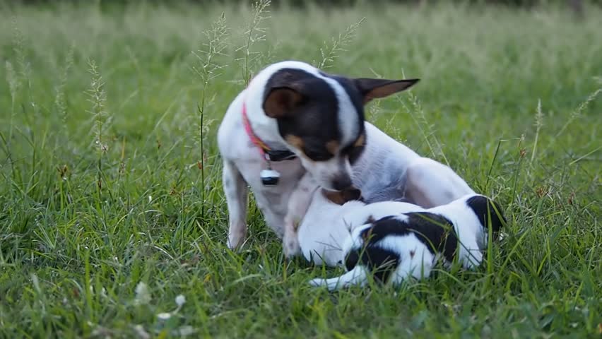 Serbian Tricolour Hound Puppies: Serbian Clip Stock Footage Dog Mother Breastfeeding Breed