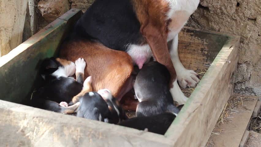 Serbian Tricolour Hound Dog: Serbian Clip Stock Footage Serbian Tricolour Hound Mother Dog Feeding Puppies Puppies Breastfeeding Mother A Breed