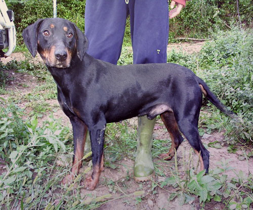 Serbian Hound Dog: Serbian Display Breed