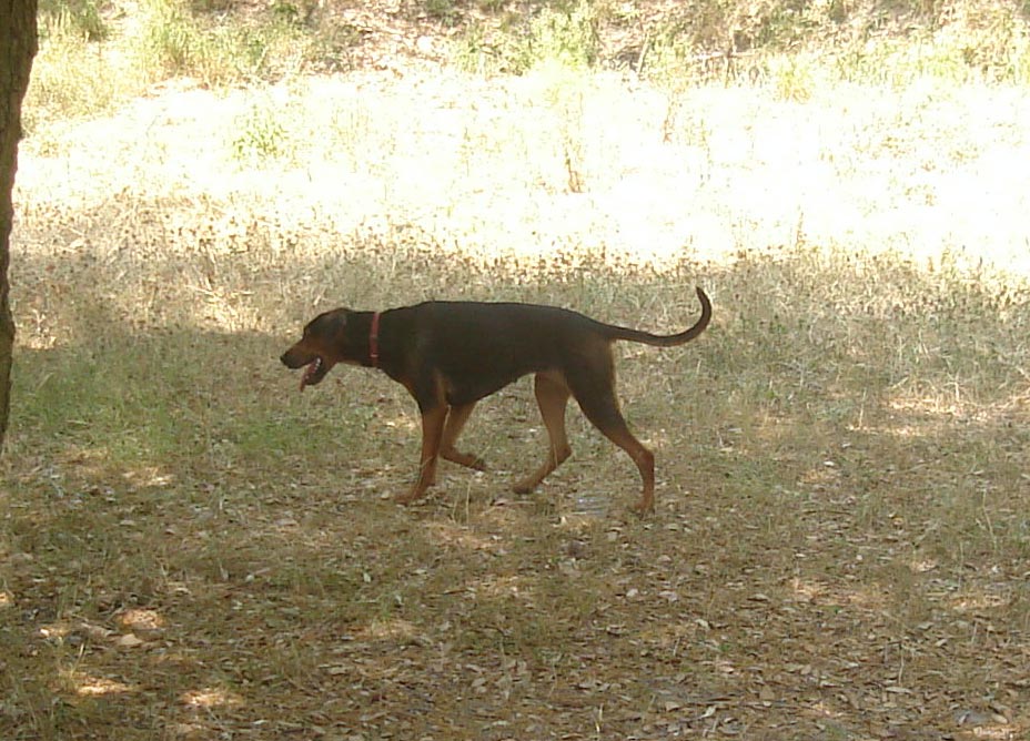 Serbian Hound Dog: Serbian Hunting Serbian Hound Dog Breed