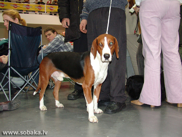 Serbian Tricolour Hound Dog: Serbian Index Breed