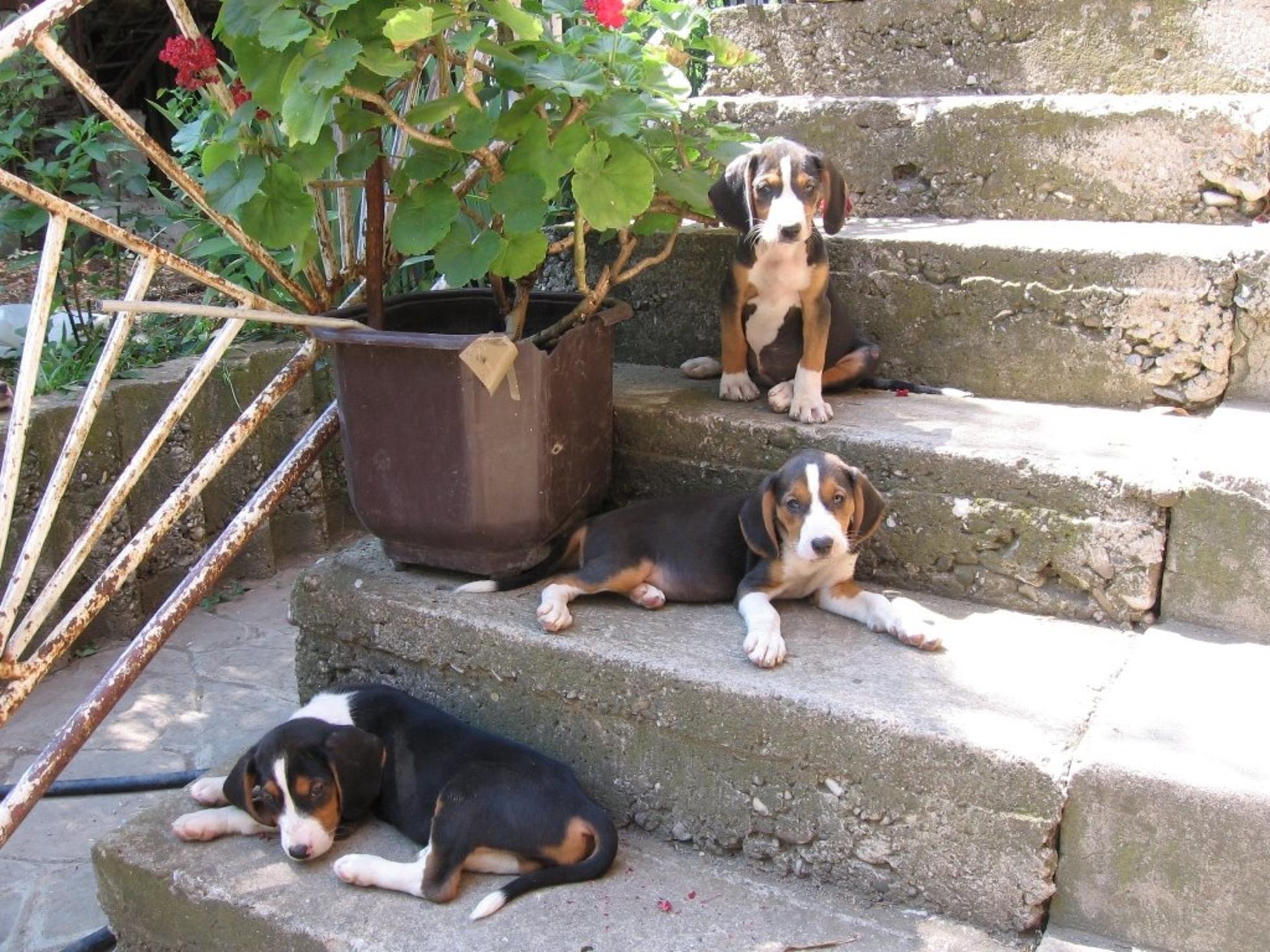 Serbian Hound Puppies: Serbian Resting Serbian Hound Dogs Breed