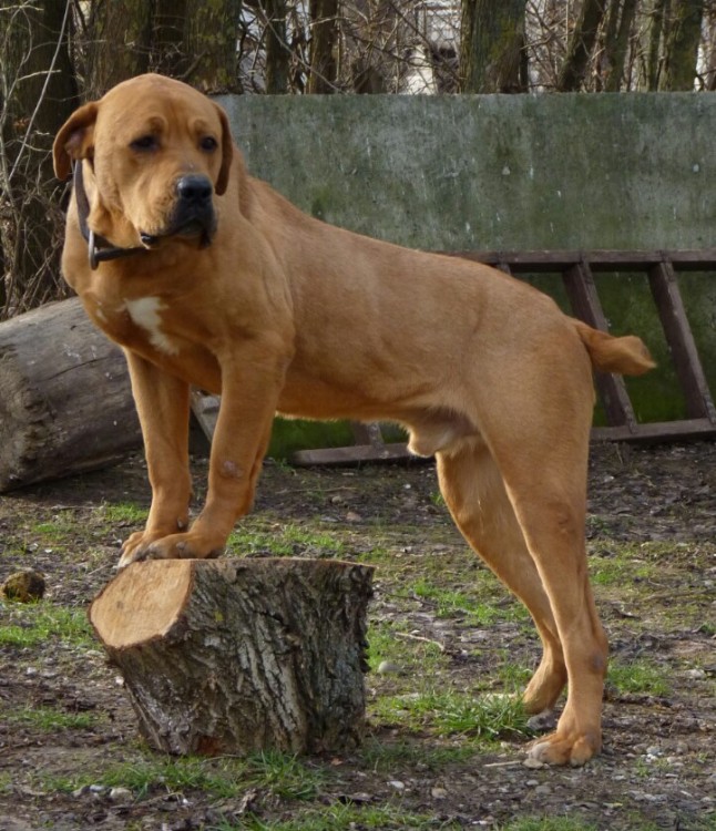Serbian Hound Dog: Serbian Serbian Defense Dog Breed