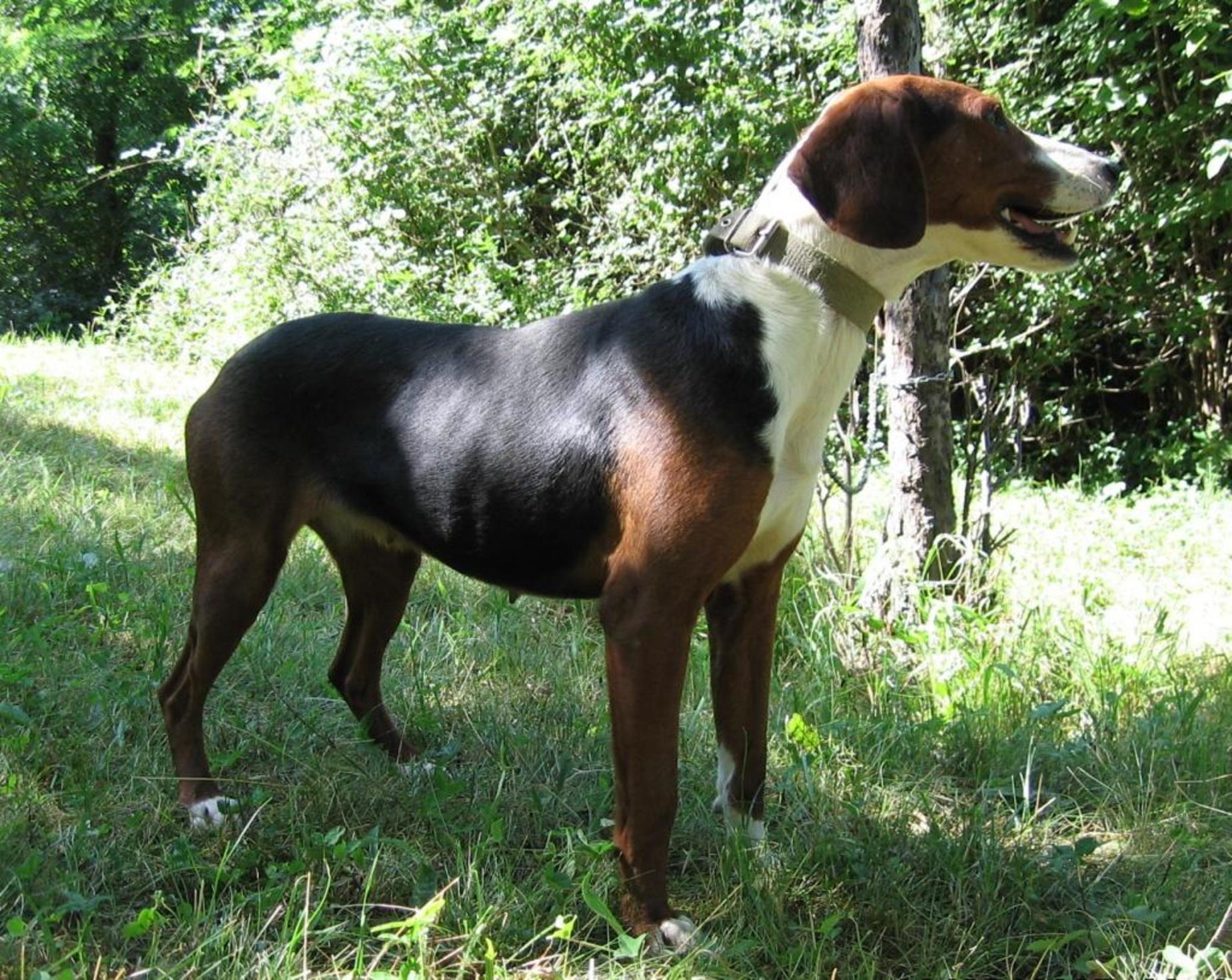 Serbian Tricolour Hound Dog: Serbian Serbian Tricolour Hound Breed