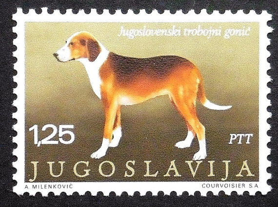 Serbian Hound Dog: Serbian Serbian Tricolour Hound Dog Breed