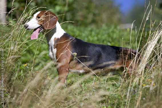 Serbian Tricolour Hound Dog: Serbian Serbian Tricolour Hound In The Field Breed