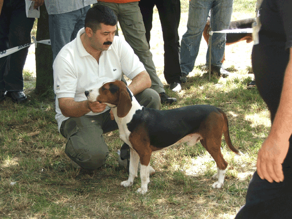 Serbian Tricolour Hound Dog: Serbian Serbiantricolorhound Breed