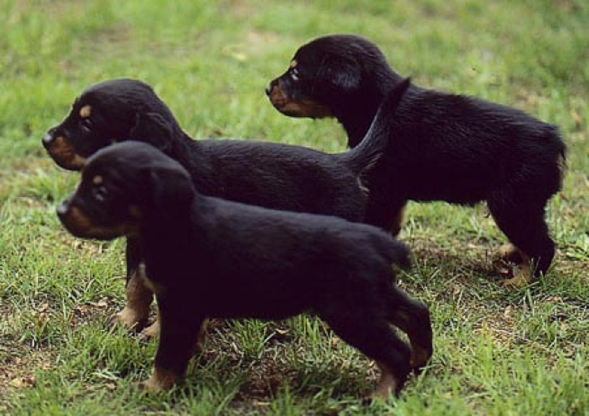 Serbian Tricolour Hound Puppies: Serbian Smalandsstovare Puppies Breed