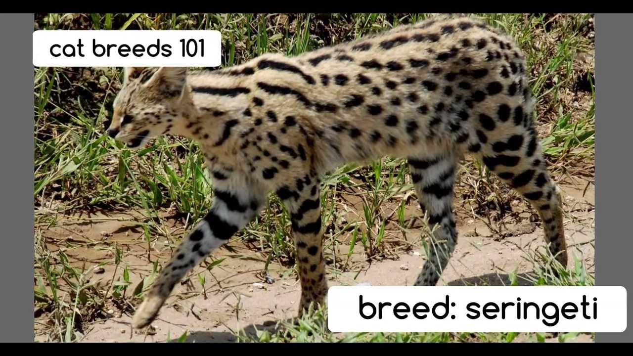 Serengeti Cat: Serengeti Serengeti Cats Cat Breeds 