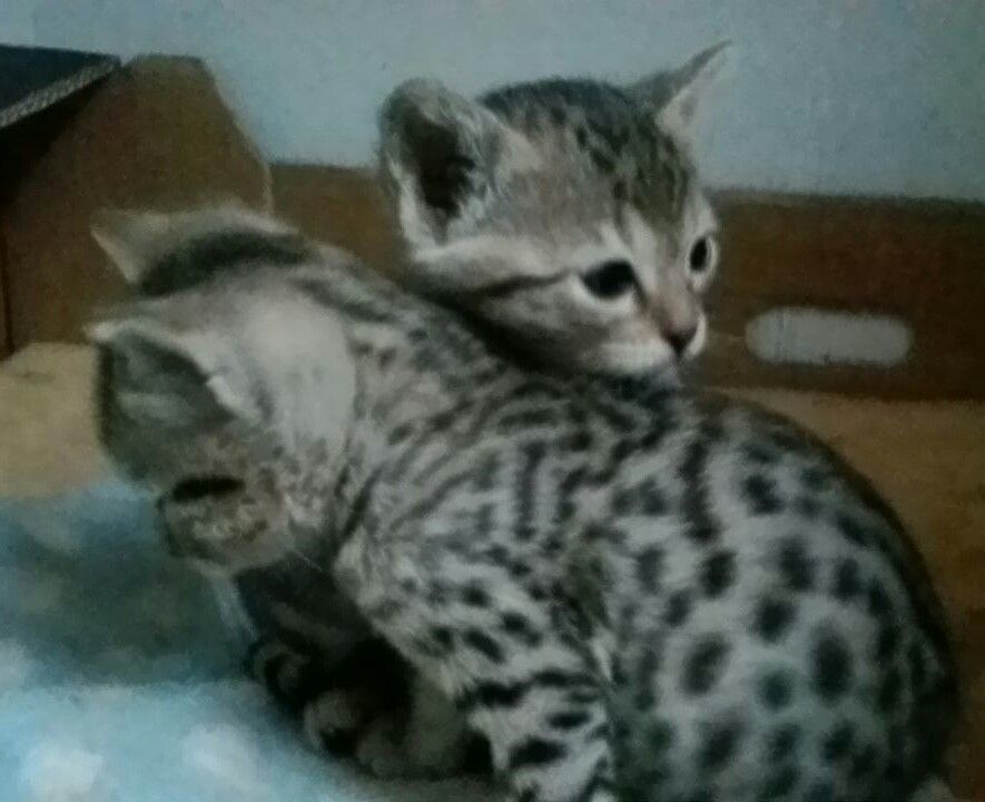Serengeti Kitten: Serengeti Serengeti Kittens Next Litter Due Th March Plymouth Breed