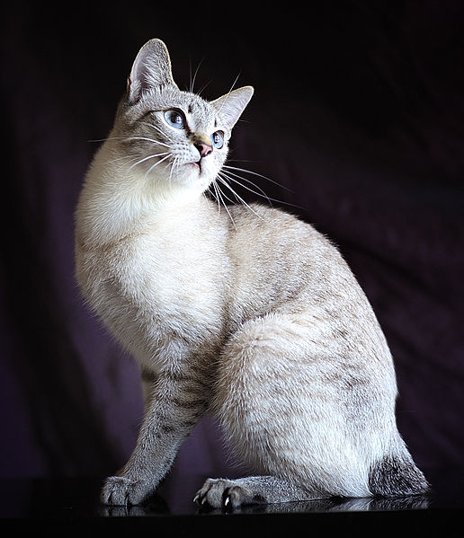 Serrade Petit Cat: Serrade Breed
