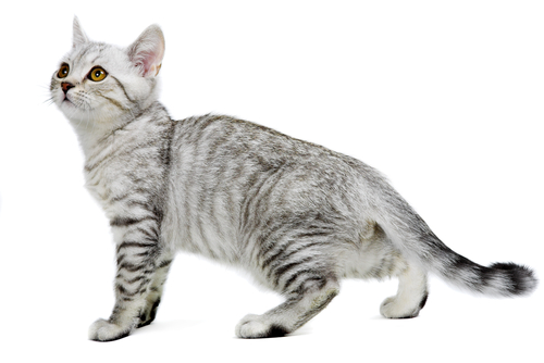 Serrade Petit Cat: Serrade Cats Breed