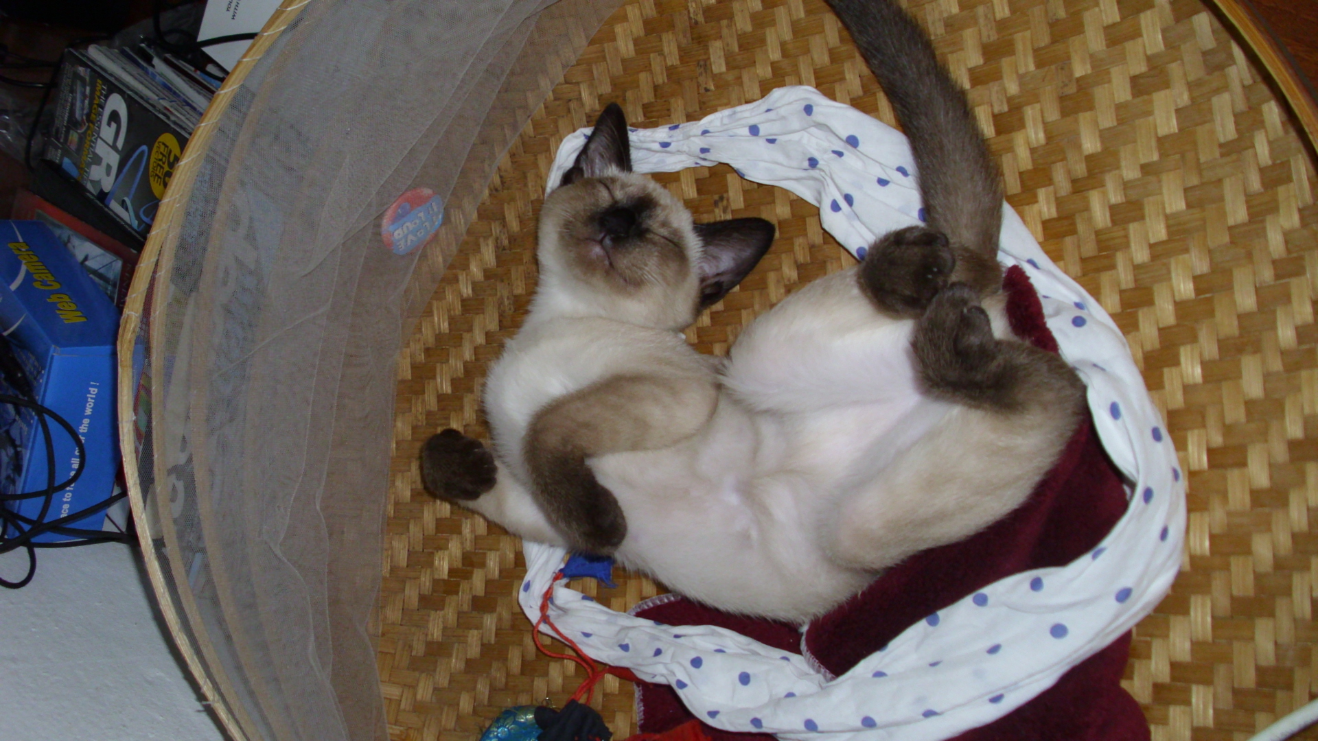 Serrade Petit Kitten: Serrade Most Playful Cat Breeds