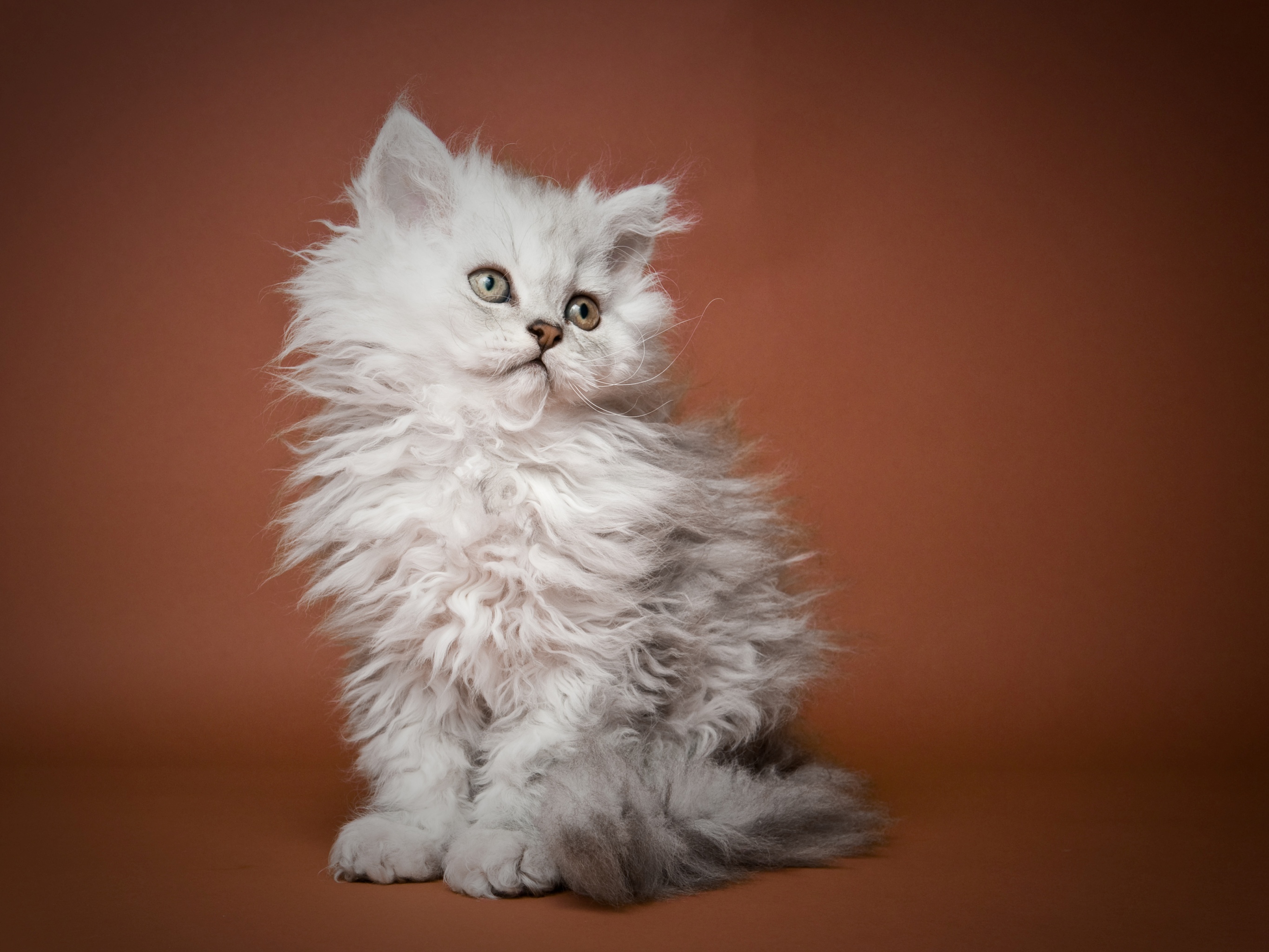 Serrade Petit Kitten: Serrade Selkirk Rex Kitten Portrait Breed