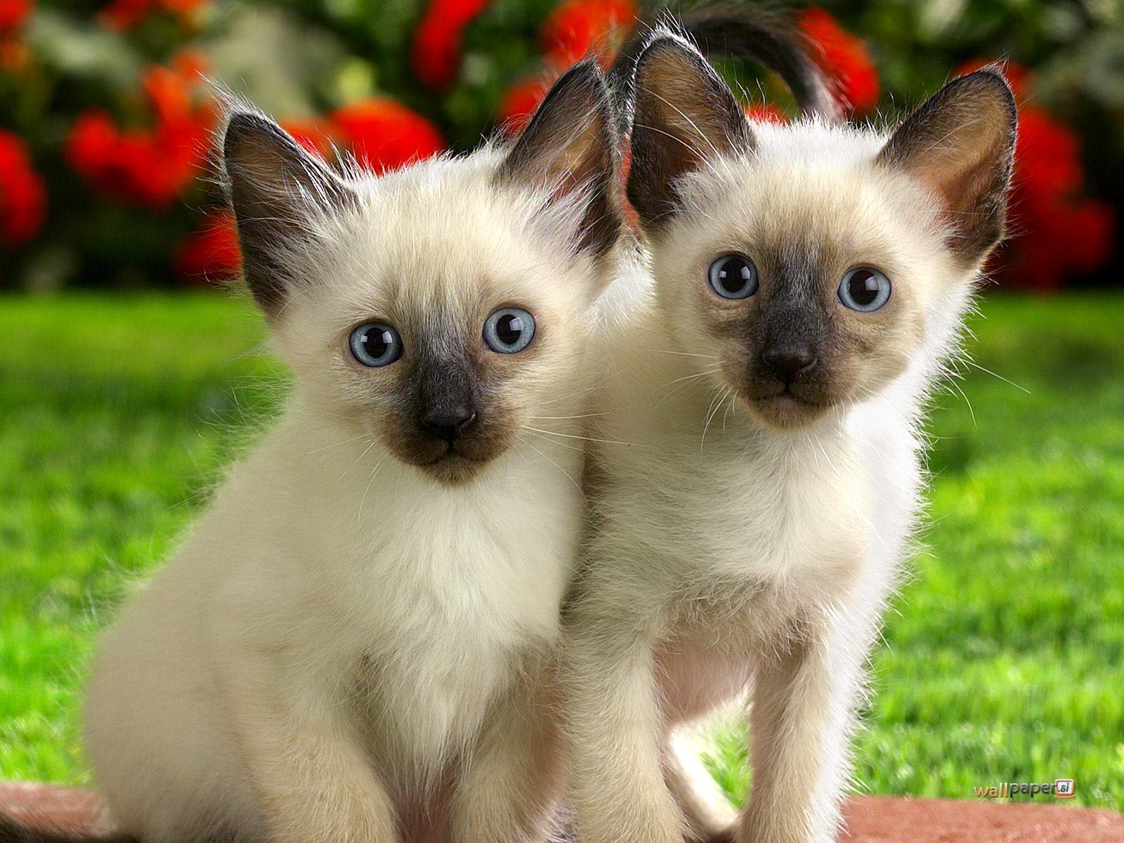 Serrade Petit Kitten: Serrade Siamese Kittens Breed