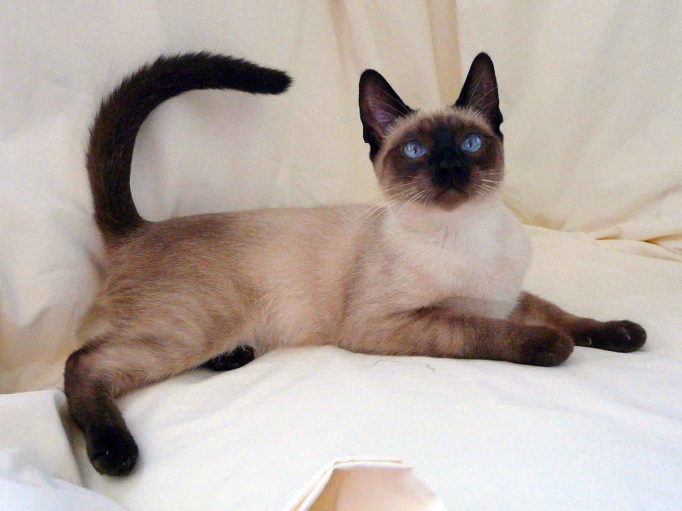 Serrade Petit Cat: Serrade Siamese On The Bed Breed